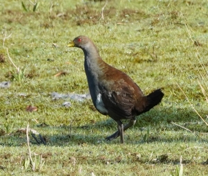 Tasmanian Nativehen