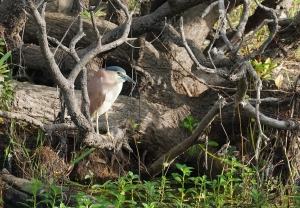 Nankeen Night-heron