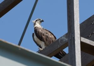 Osprey