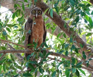 Rufous Owl
