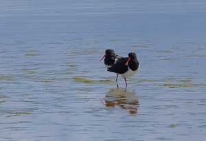Pied Oystercatcher