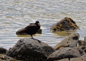 Sooty Oystercatcher