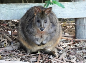 Pademelon