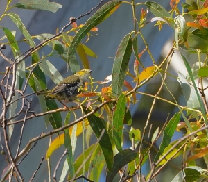 Forty-spotted Pardalote