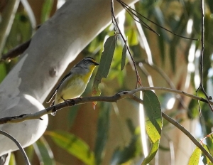 Striated Pardalote