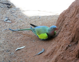 Princess Parrot (aviary)