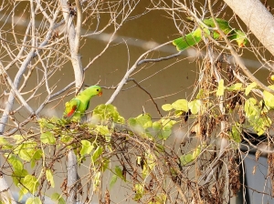 Red-winged Parrot