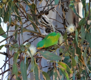 Swift Parrot