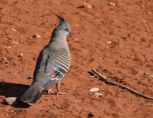 Crested Pigeon