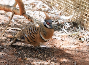 Spinifex Pigeon (aviary)