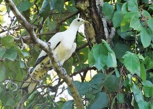 Torresian Imperial-Pigeon