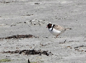 Hooded Plover (Dotterel)