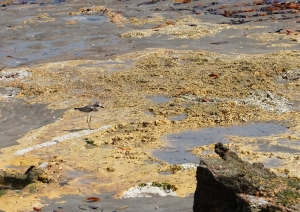 Lesser Sand-plover