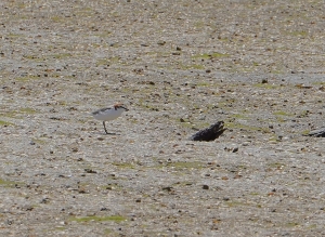 Red-capped Plover