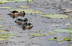 Green Pygmy-goose
