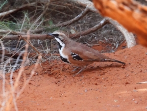 Cinnamon Quail-thrush (aviary)