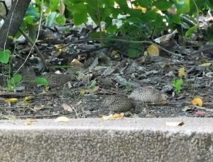 Brown Quail