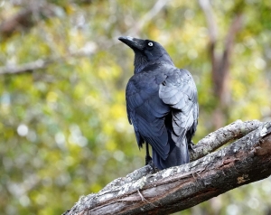 Forest Raven
