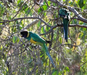 Australian Ringneck