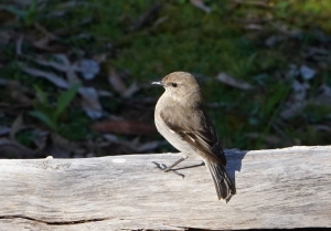 Dusky Robin