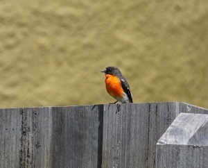 Flame Robin