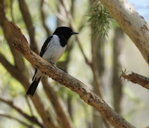 Hooded Robin (aviary)