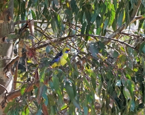 Green Rosella