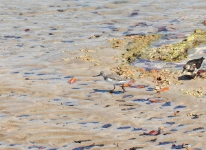 Terek Sandpiper