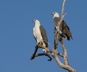 White-bellied Sea-eagle