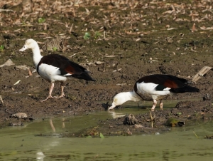 Radjah Shelduck