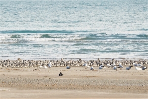 Shorebird quiz!