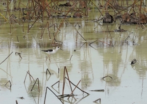 Pied Stilt