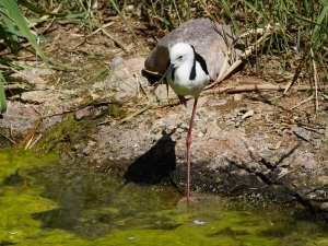 Pied Stilt (aviary)