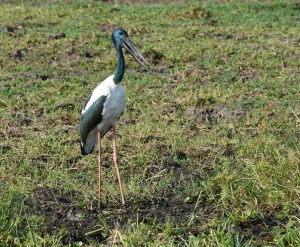 Black-necked Stork (m)