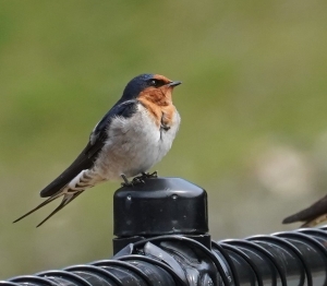 Welcome Swallow