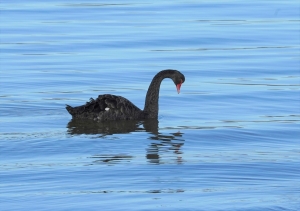 Black Swan