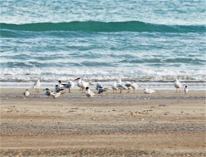 Terns quiz!