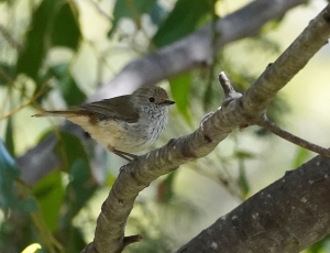 Brown Thornbill