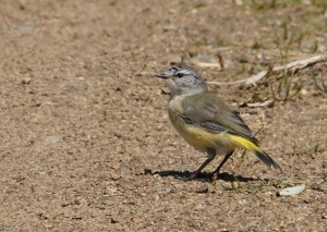 Yellow-rumped Thornbill