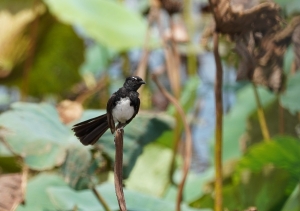 Willie-wagtail