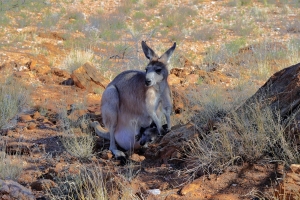 Rock Wallaby