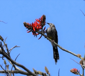 Yellow Wattlebird