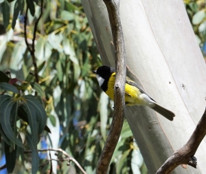 Golden Whistler