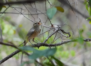 Rufous Whistler (imm?)