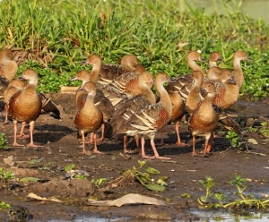 Plumed Whistling-duck