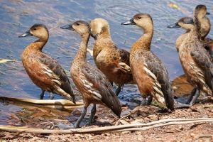 Wandering Whistling-duck