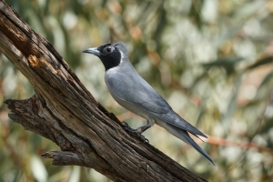 Masked Woodswallow