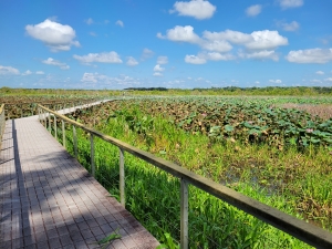 Fogg Dam Conservation Reserve, NT
