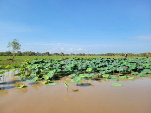 Yellow Water Cruise