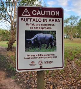 Buffalo in area!